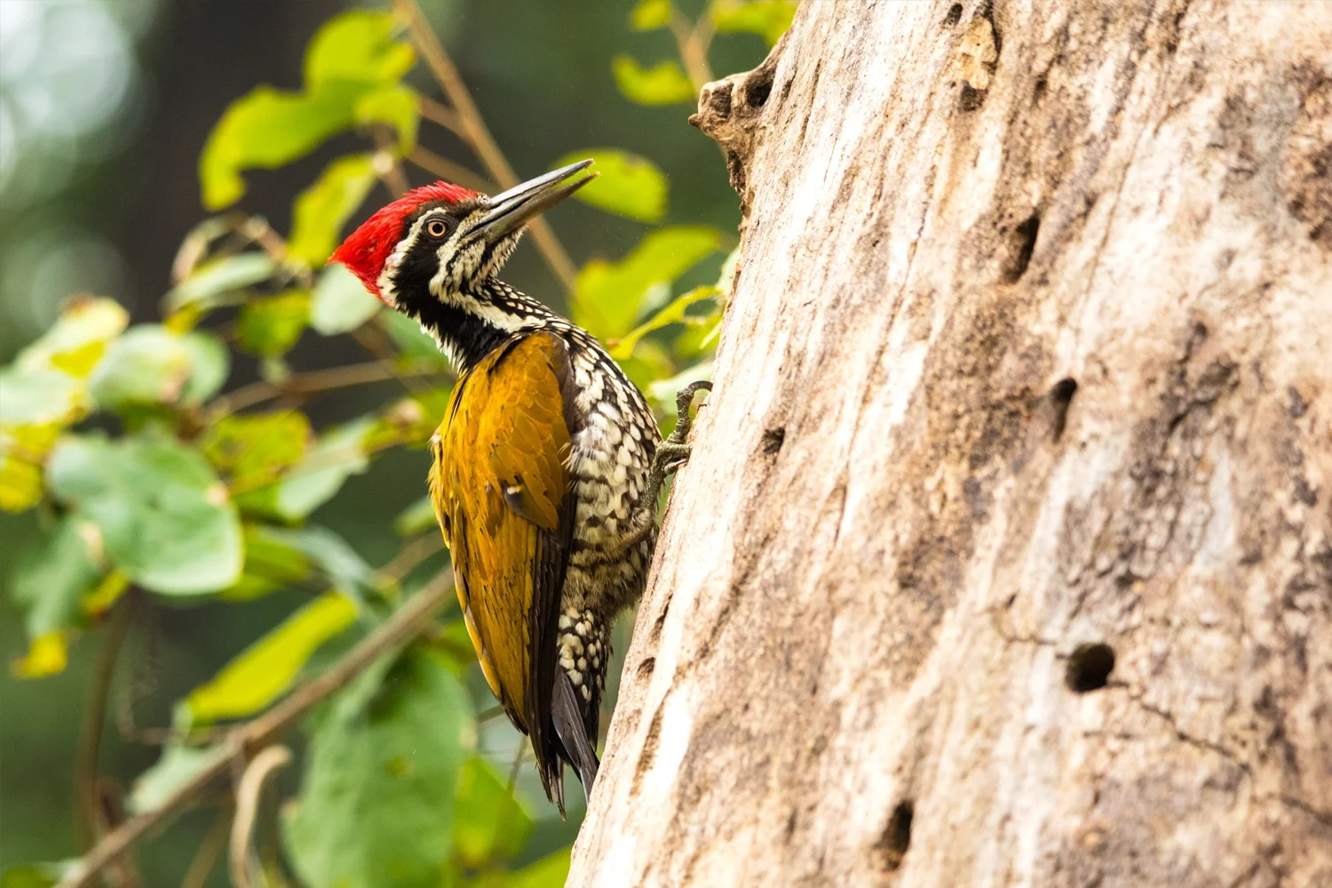 Black-rumped Flameback