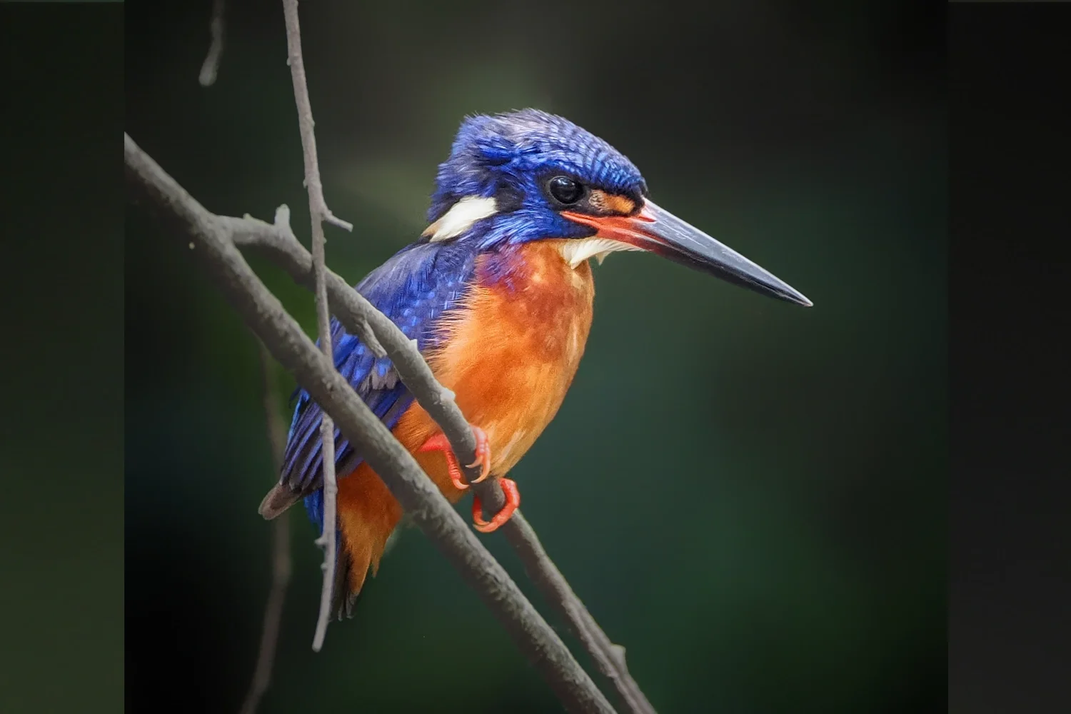 Blue-eared Kingfisher