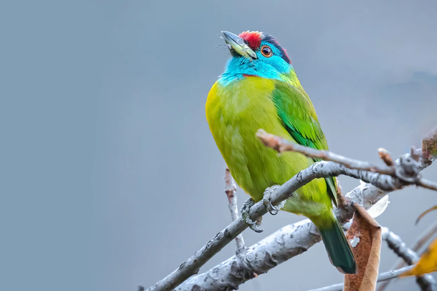 Blue-throated Barbet