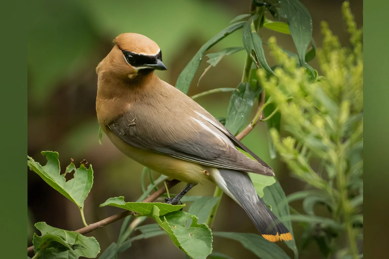 Cedar Waxwing