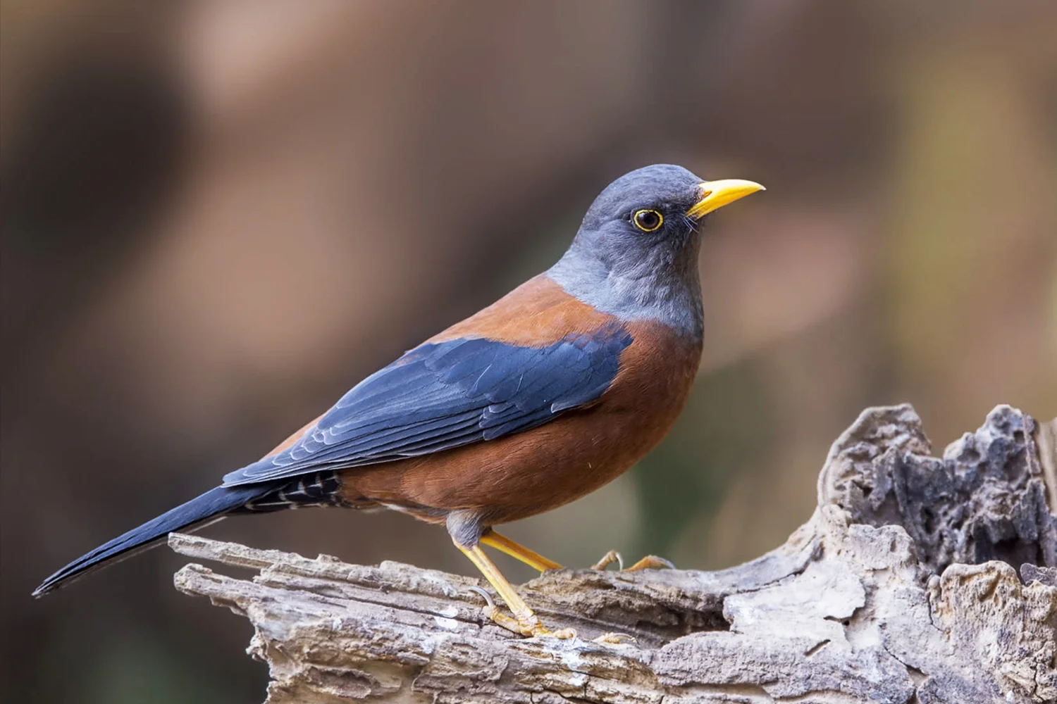 Chestnut Thrush