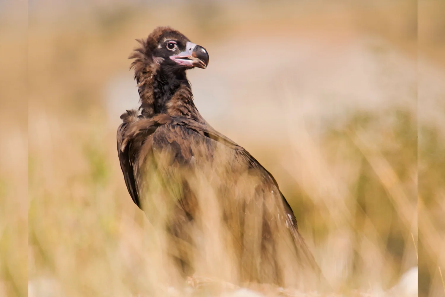 Cinereous Vulture