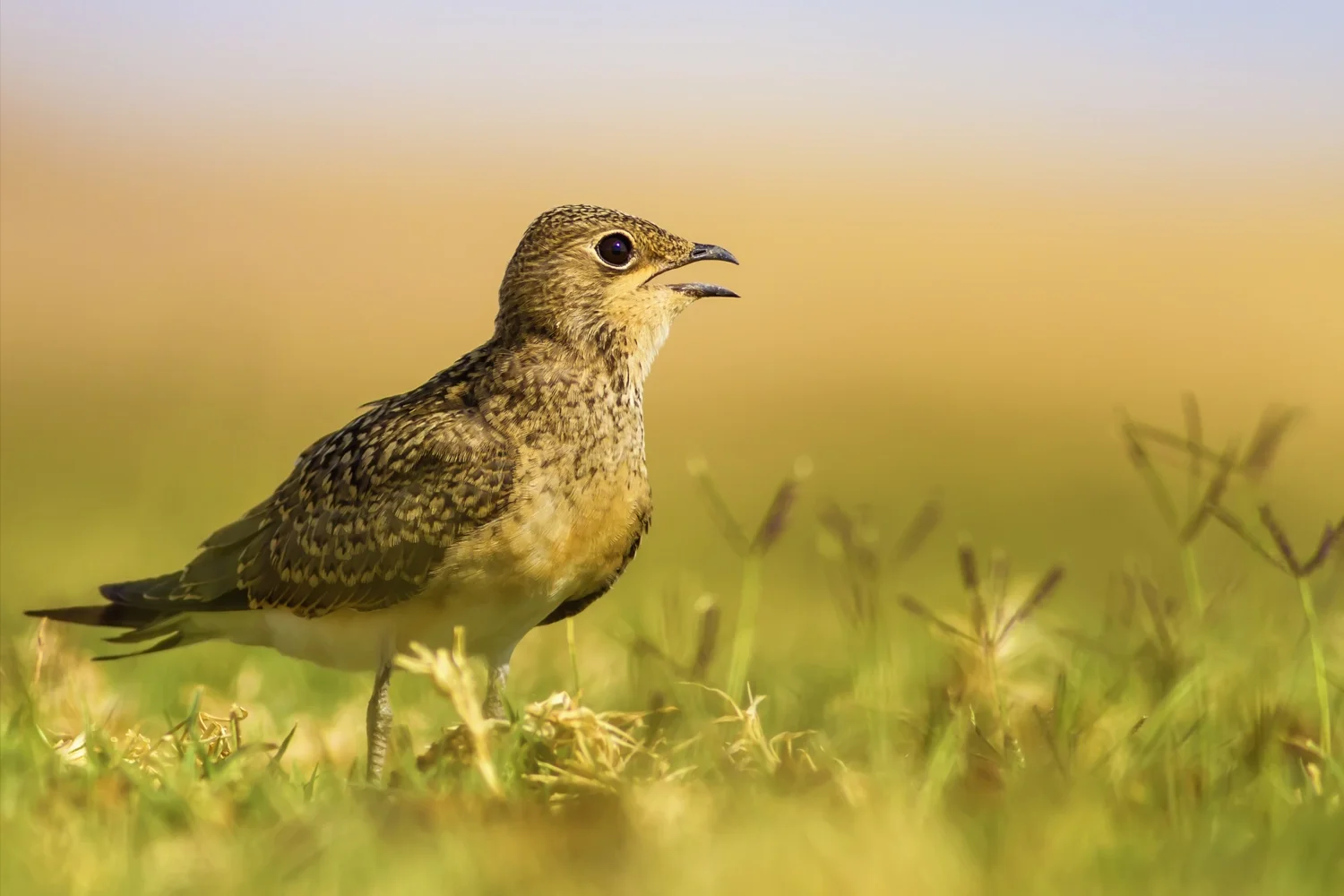Collared Pratincole