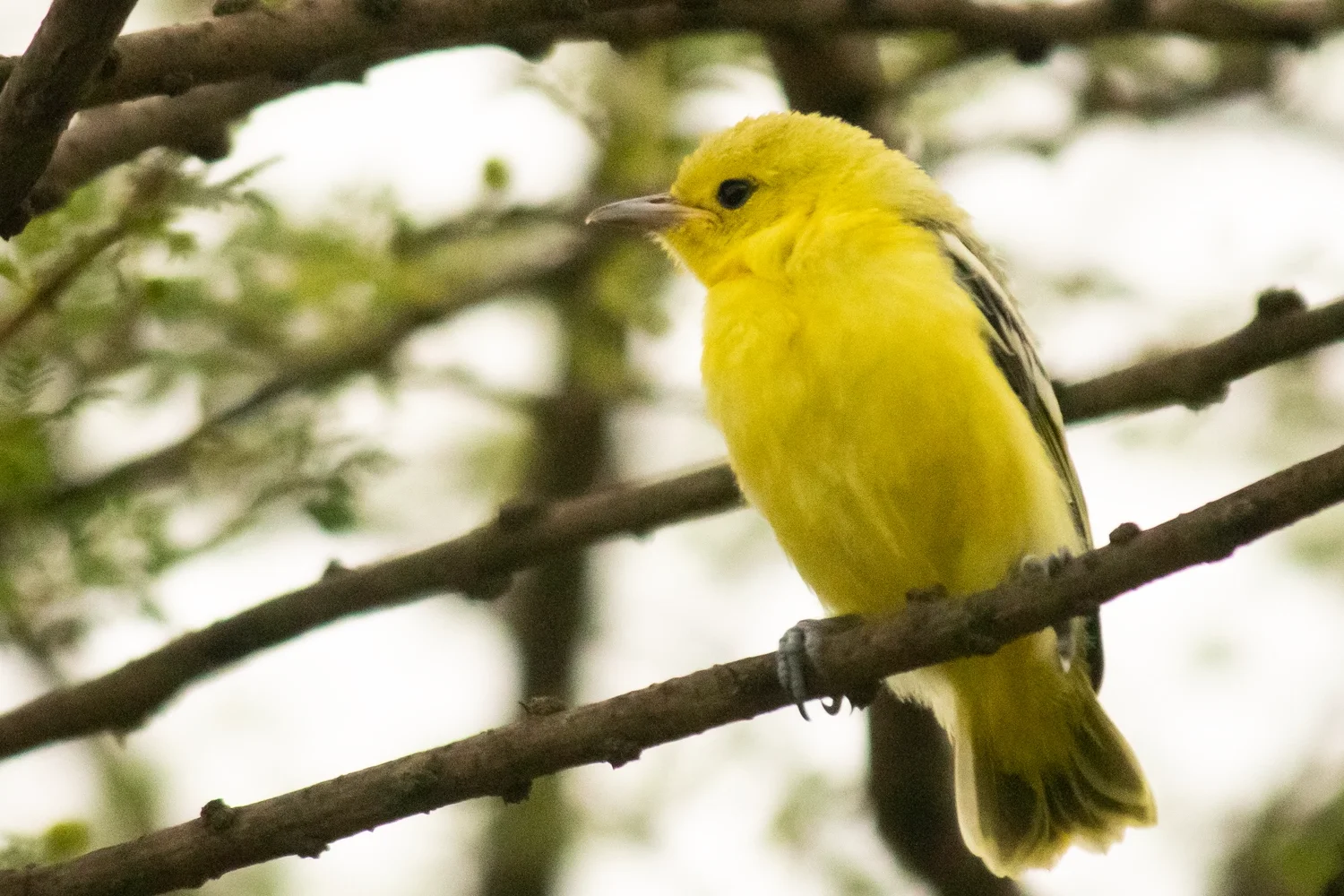 Common Iora