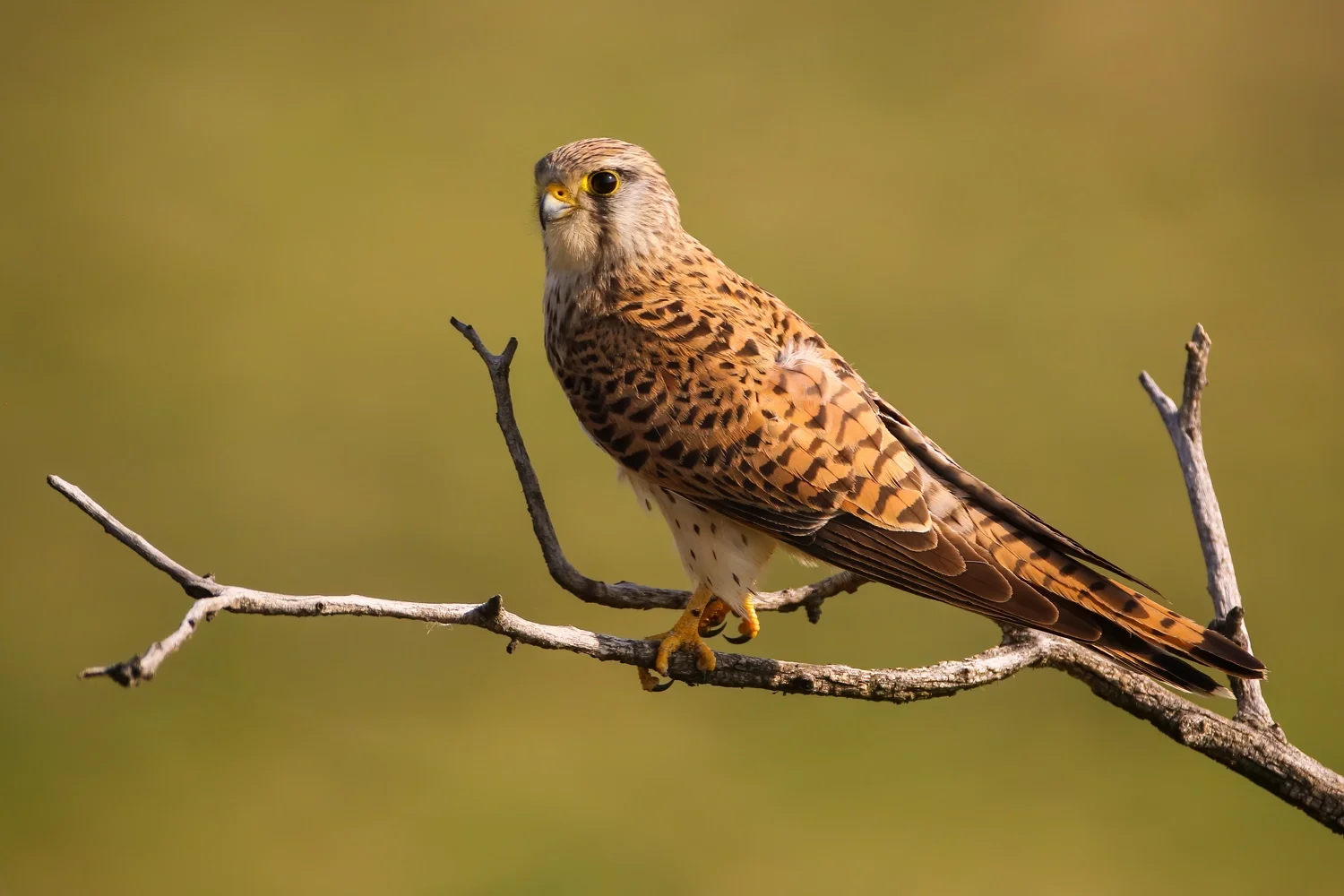 common kestrel