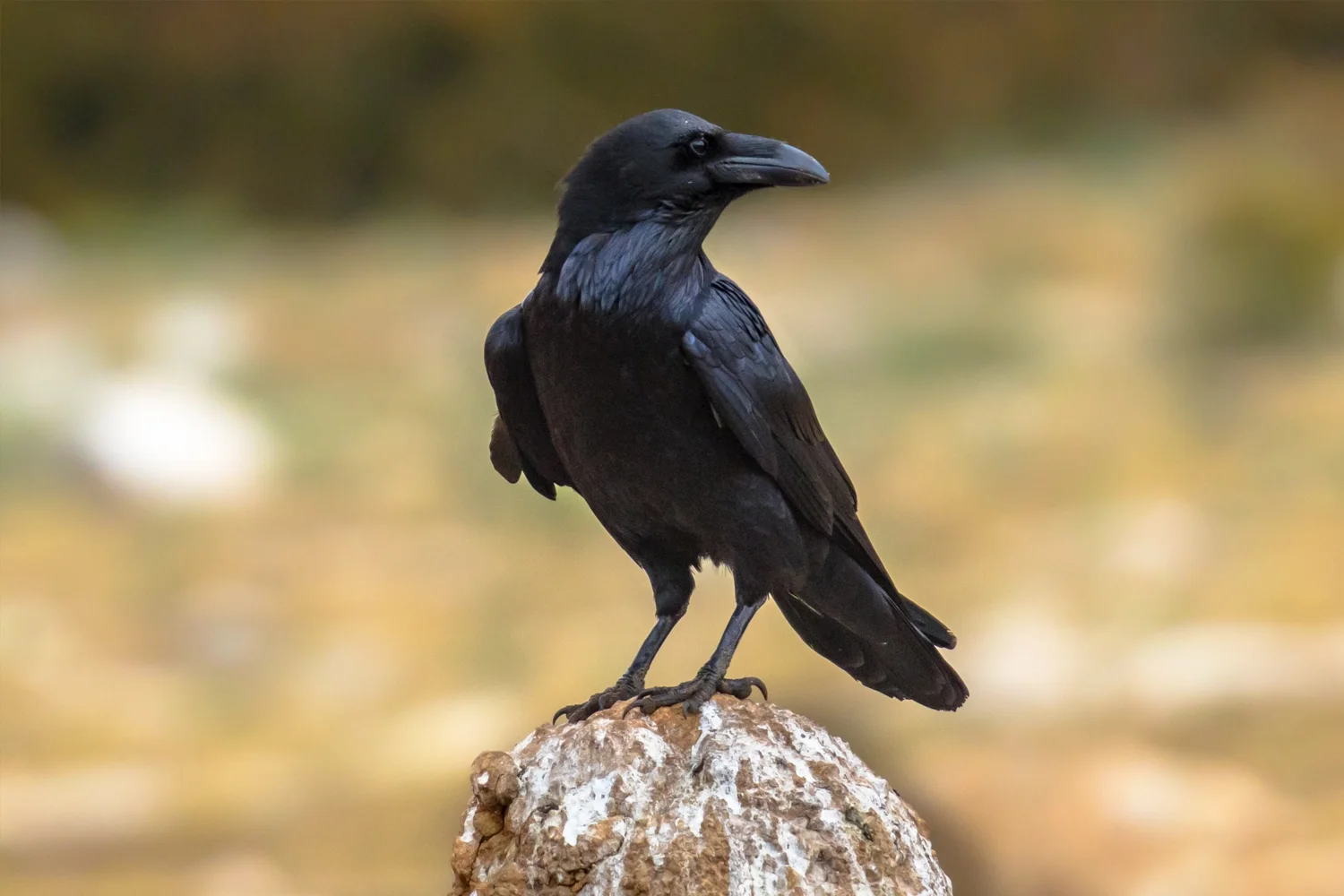 Common Raven