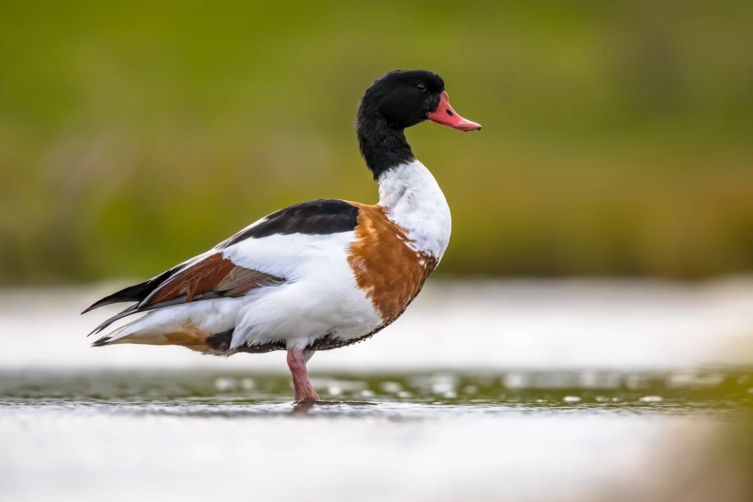Common Shelduck