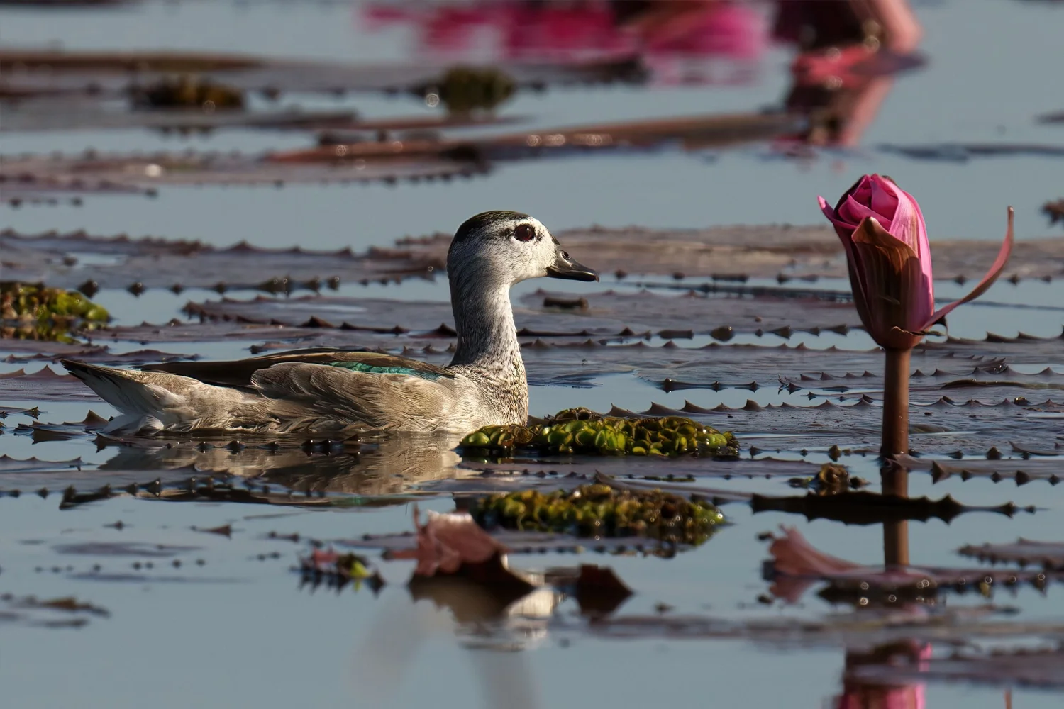 Cotton Pygmy-goose