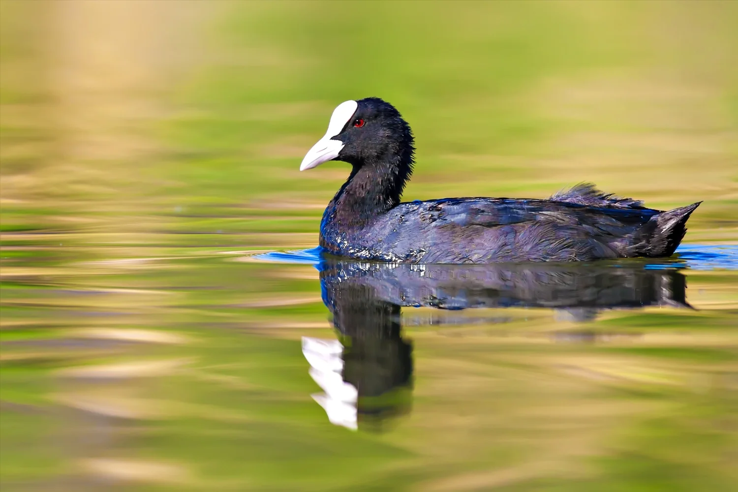 eurasian coot