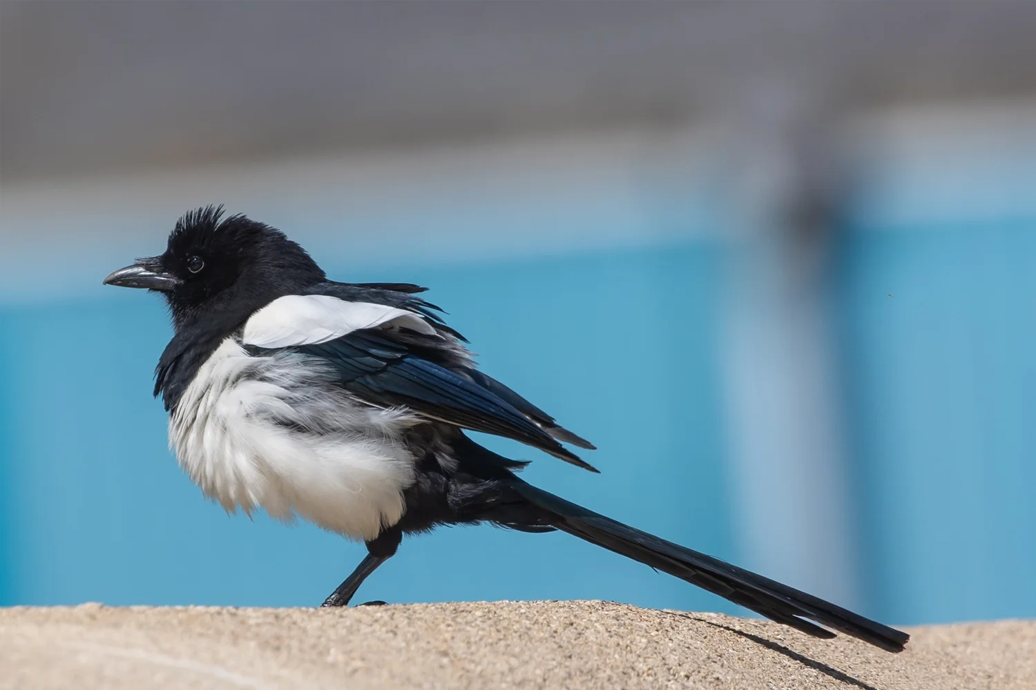 Eurasian Magpie