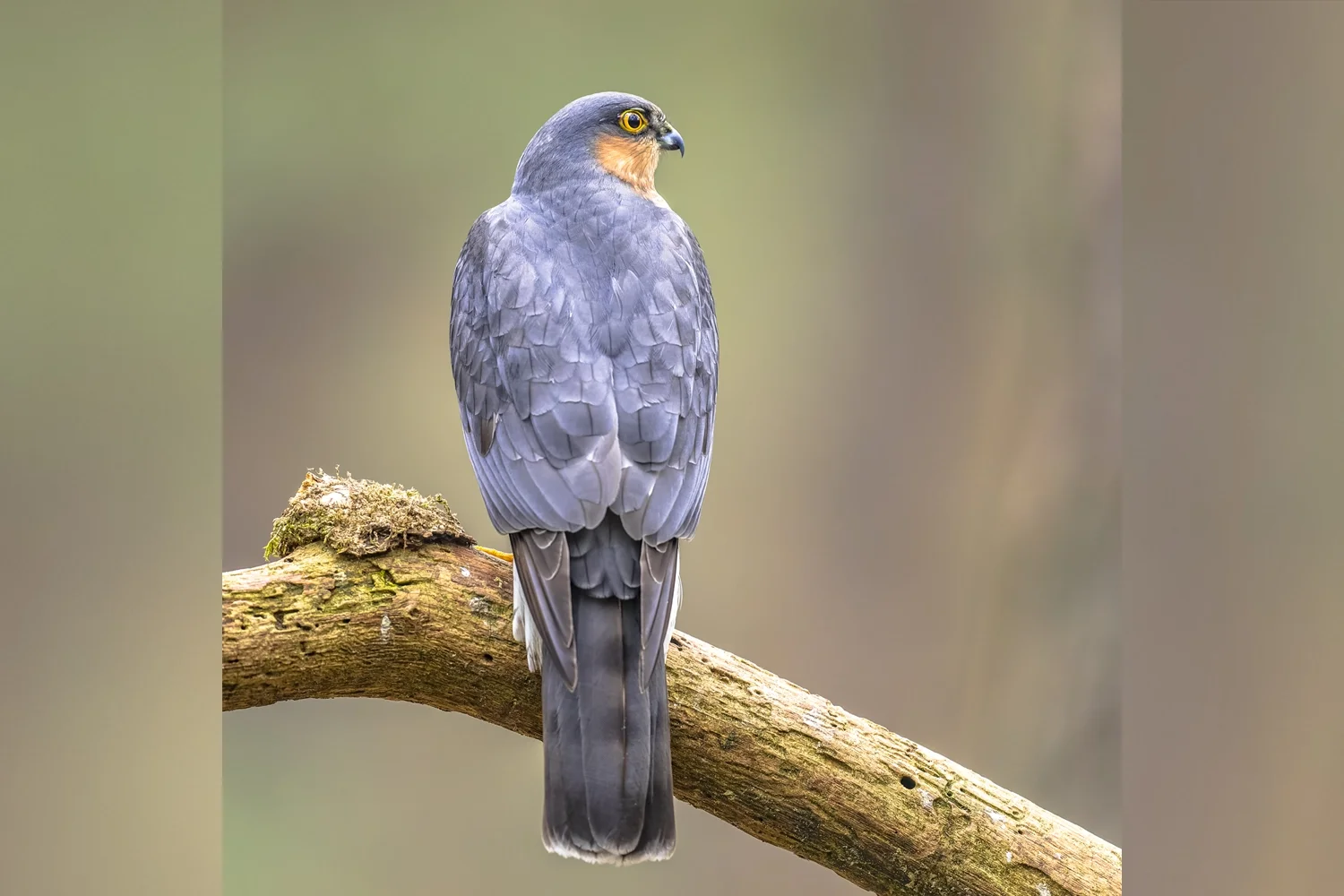 Eurasian Sparrowhawk