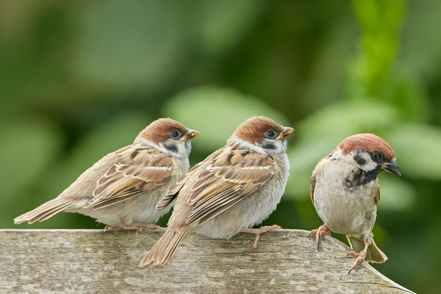 Eurasian Tree Sparrow
