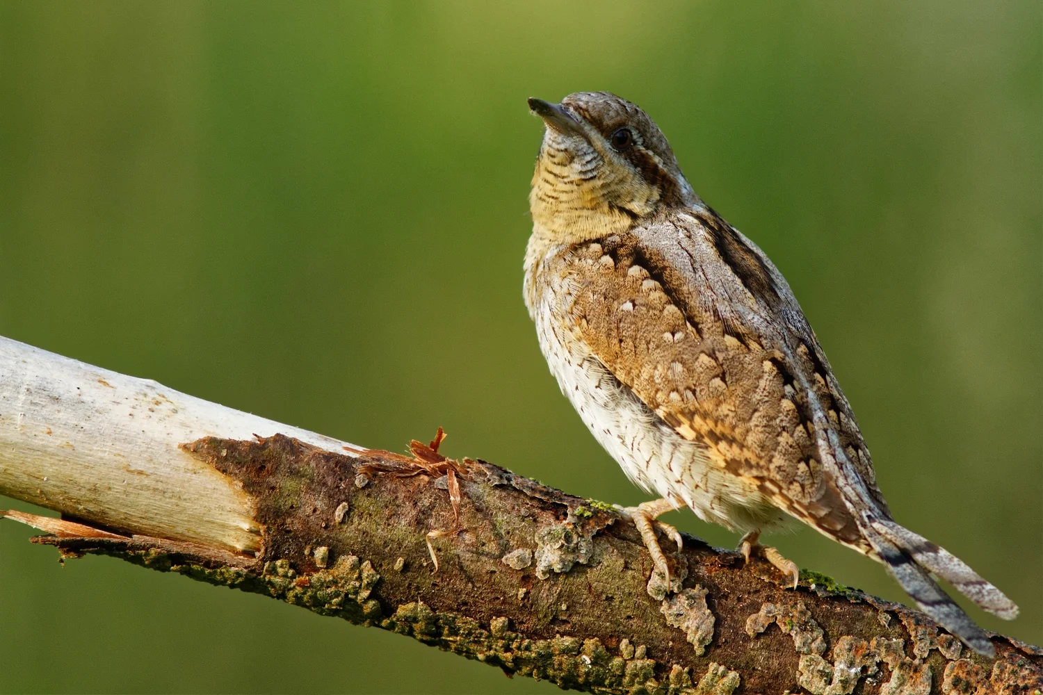 Eurasian Wryneck