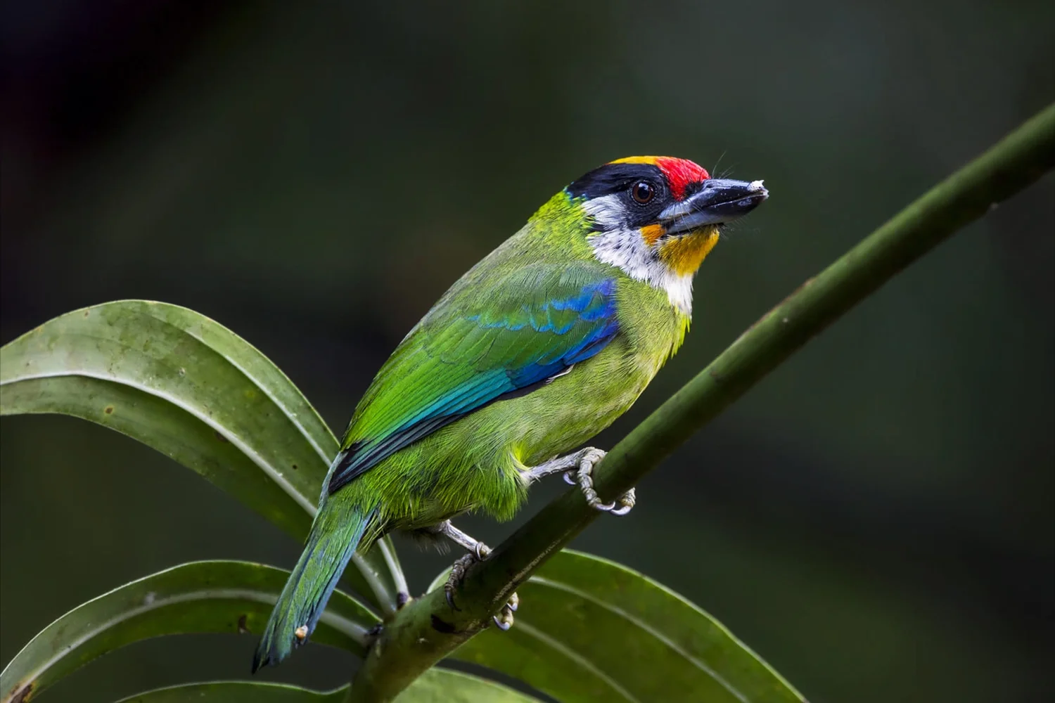 Golden-throated Barbet
