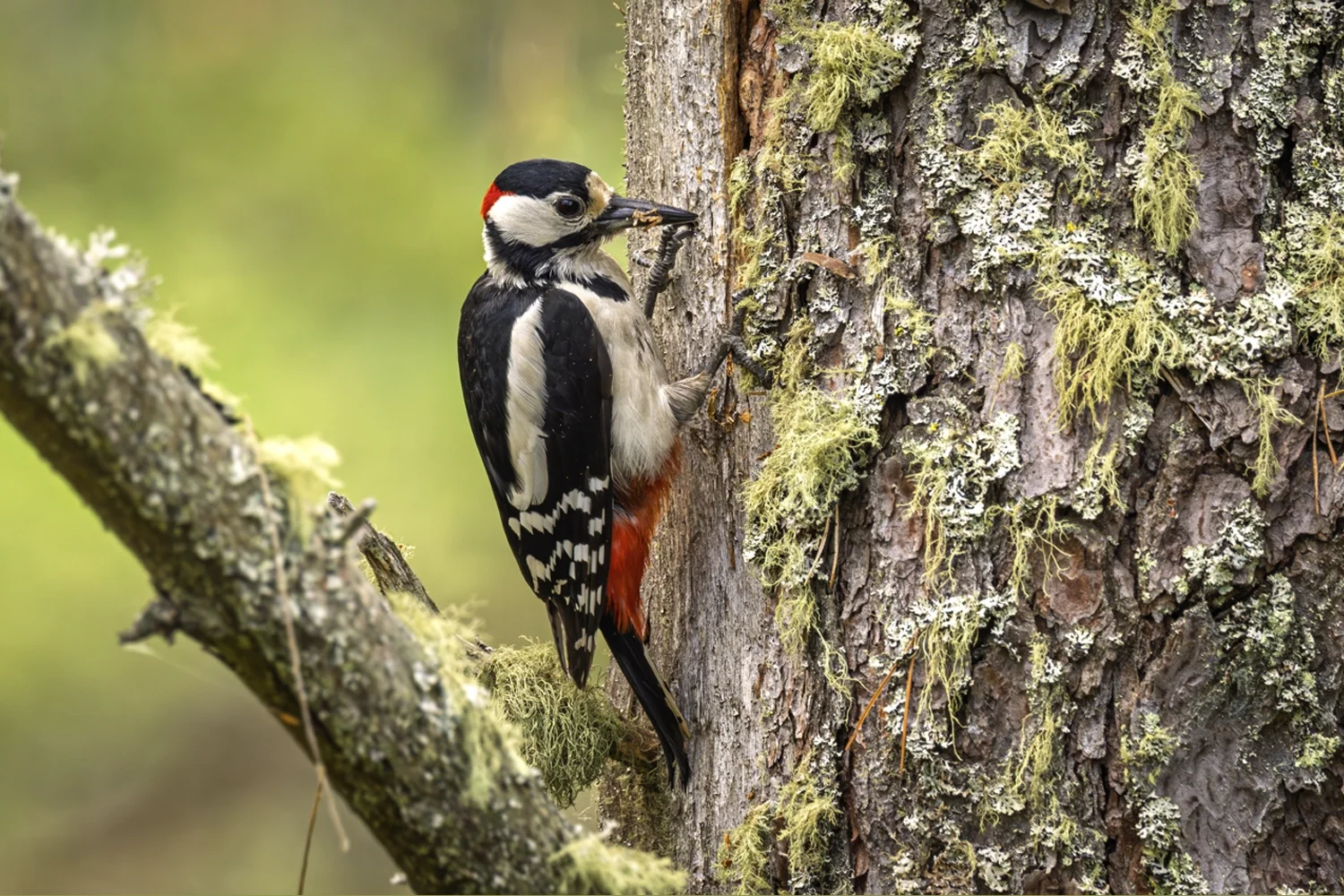 Great Spotted Woodpecker