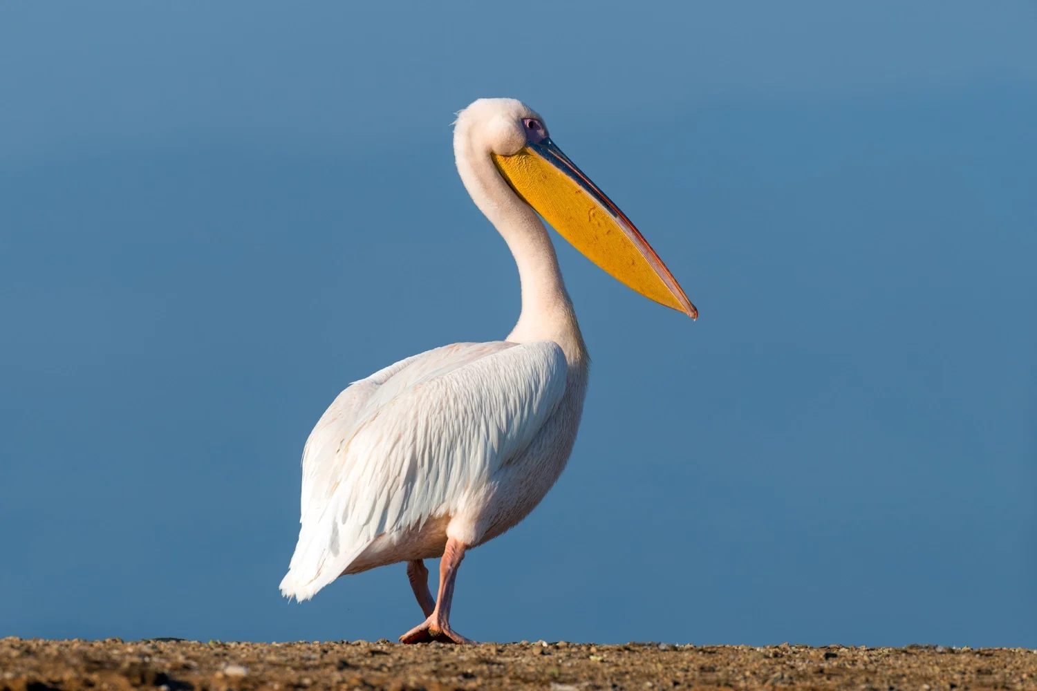 great white pelican