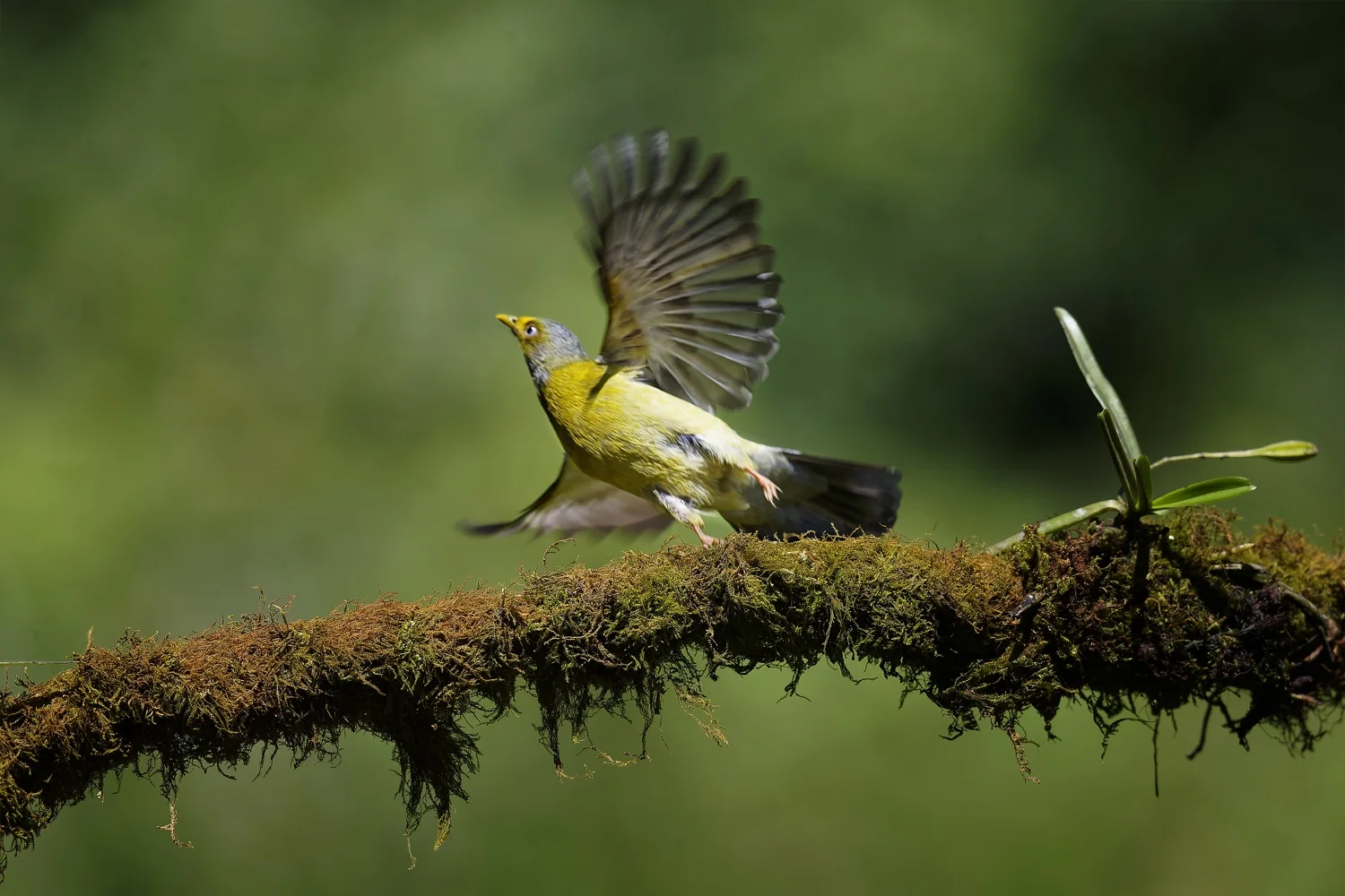 Grey-headed Bulbul