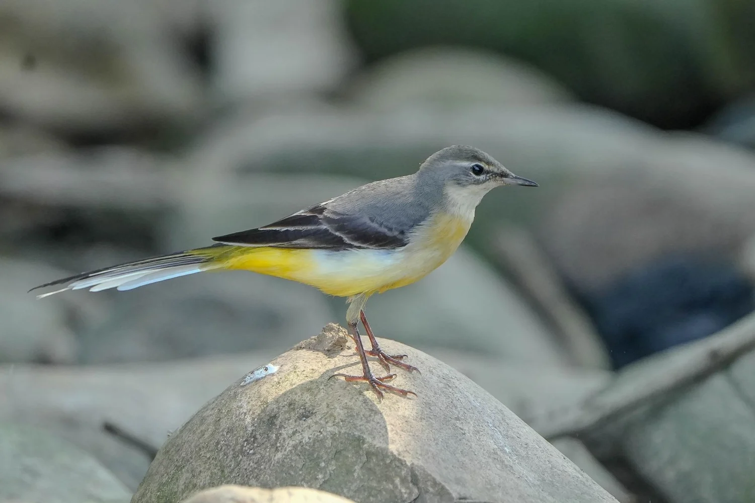 Grey Wagtail