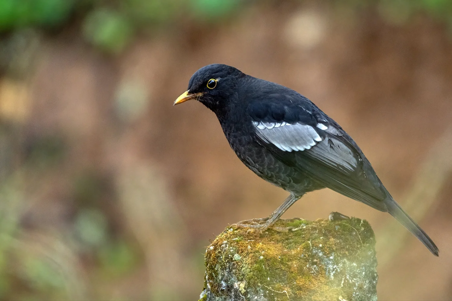 Grey-winged Blackbird