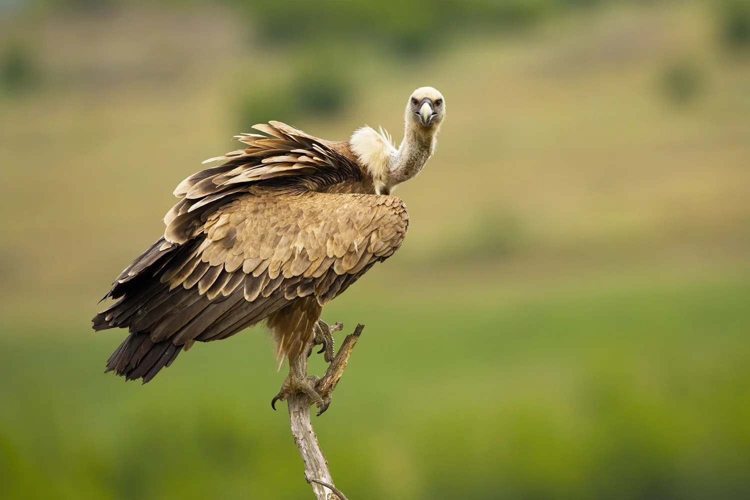 griffon vulture