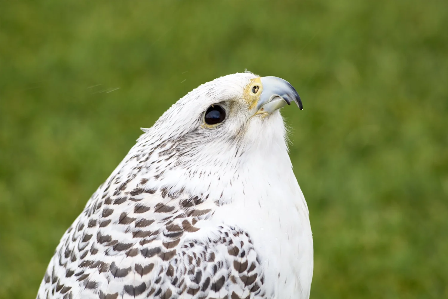 Gyrfalcon