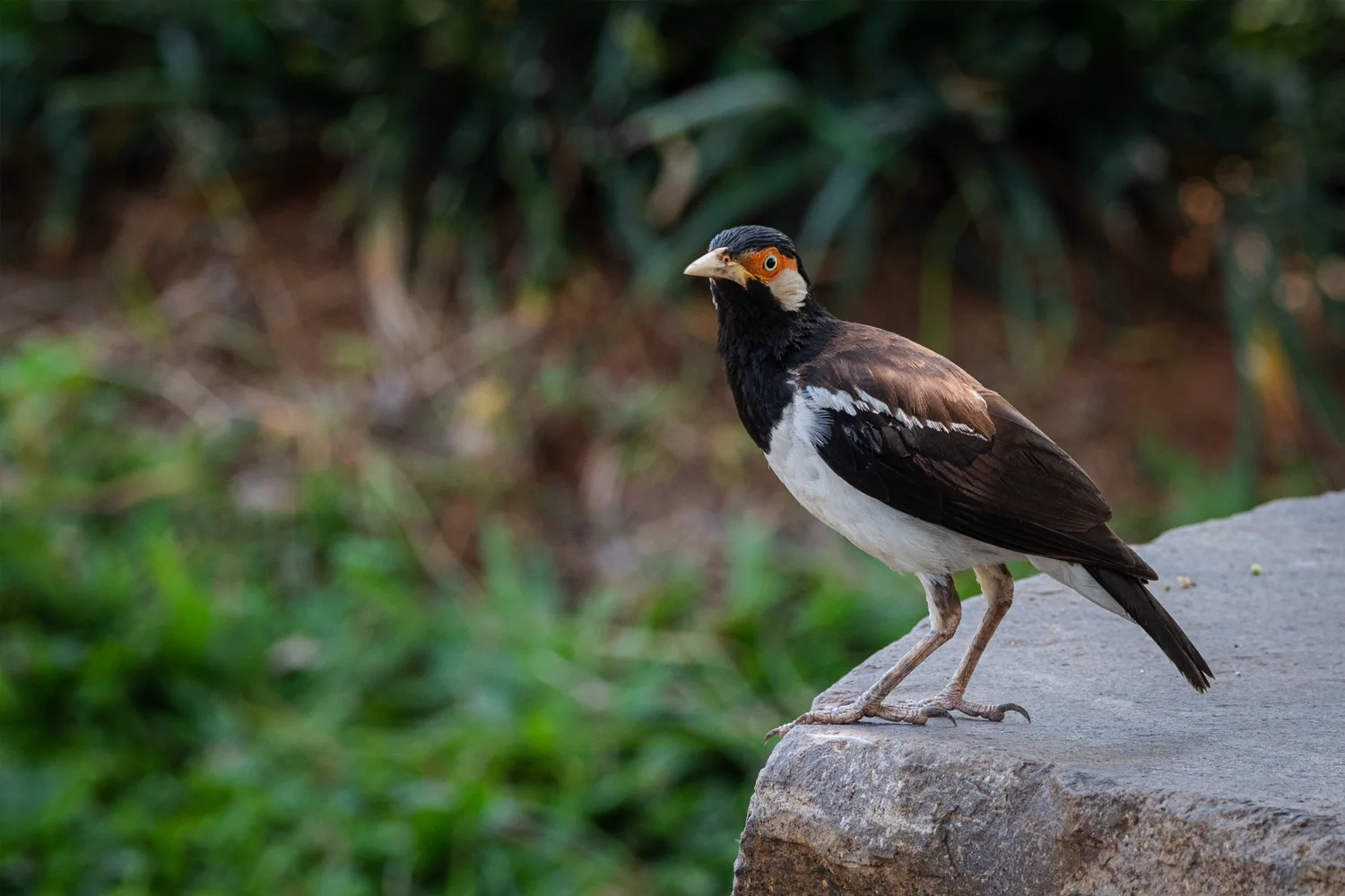 Indian Pied Starling
