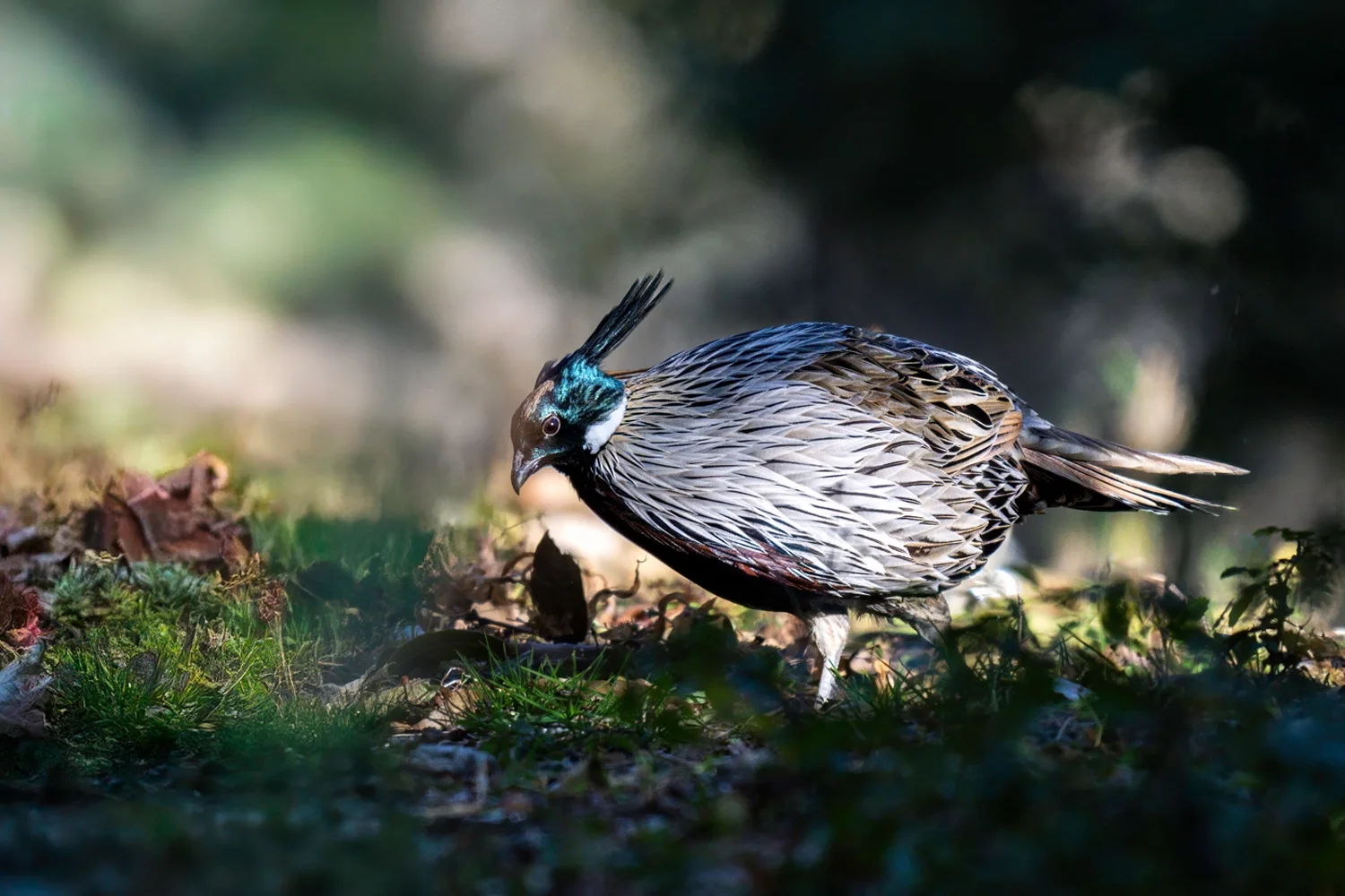 Koklass Pheasant