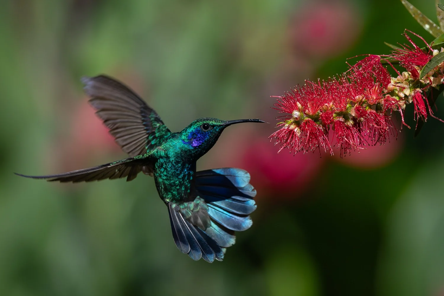 Lazuline Sabrewing