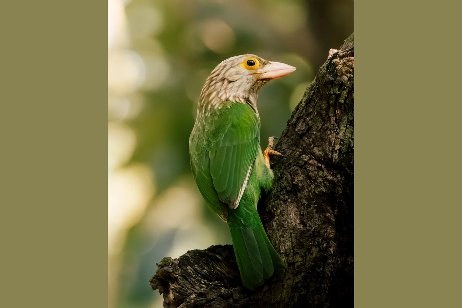 Lineated Barbet