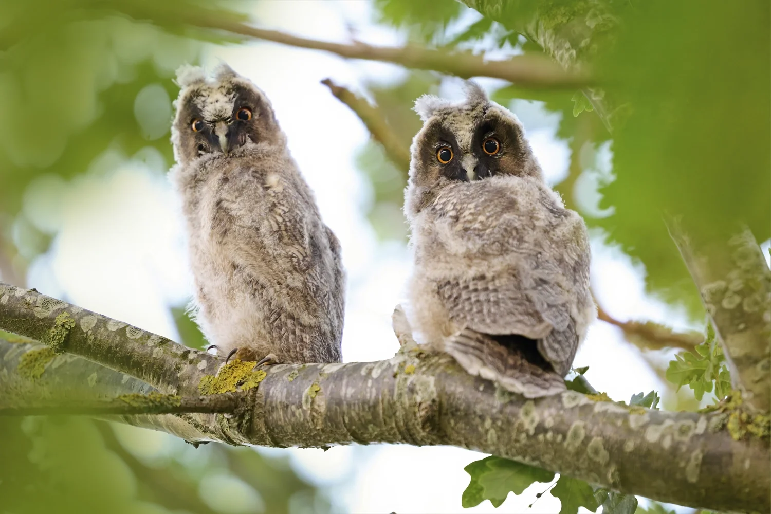 Long-eared Owl