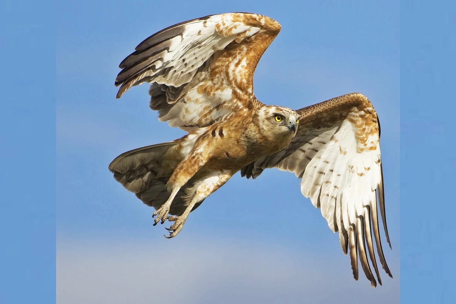 Long-legged Buzzard