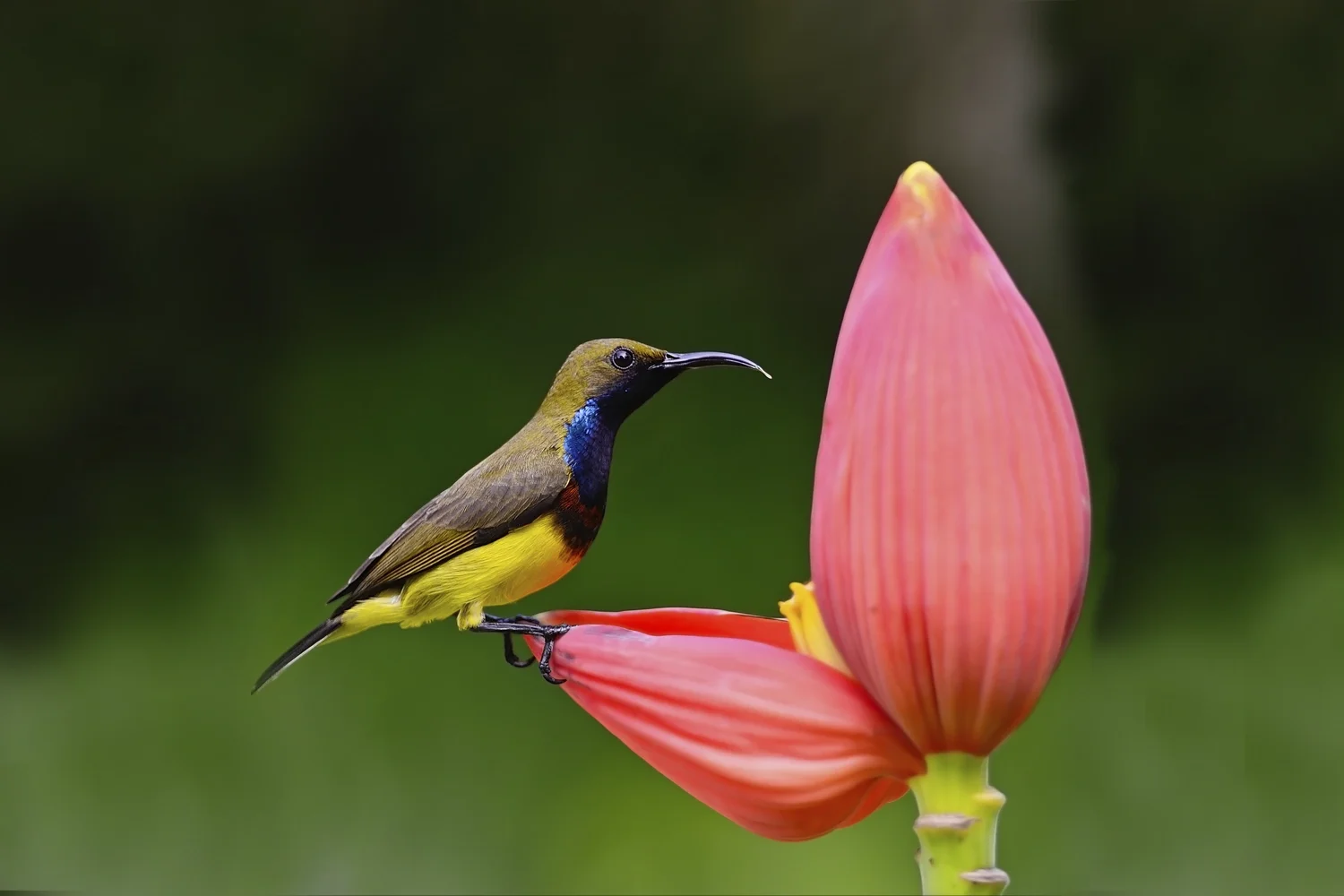 Olive-backed Sunbird
