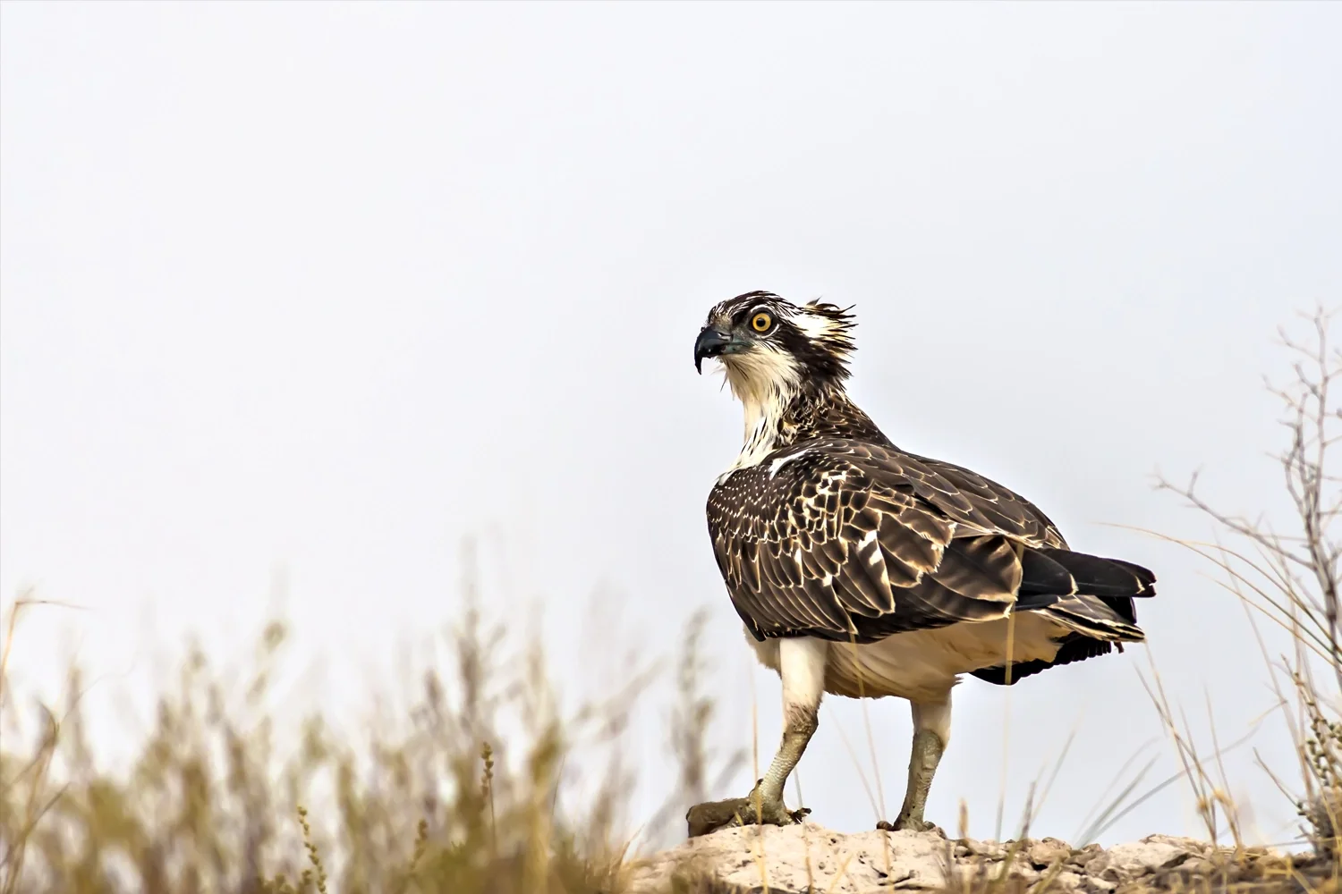 Osprey