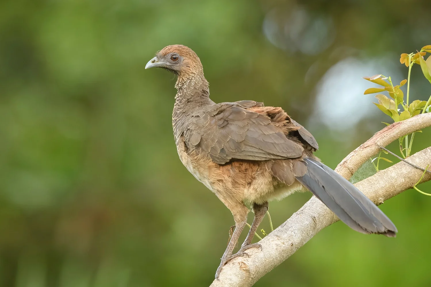 Plain Chachalaca
