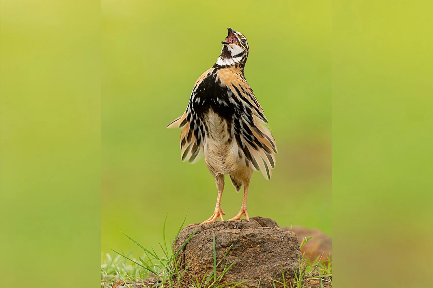 Rain Quail