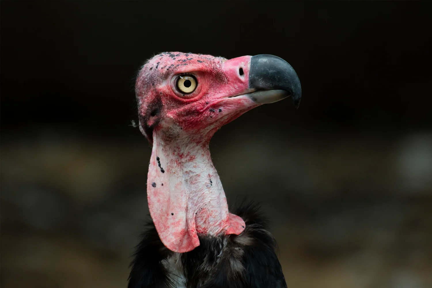 red headed vulture