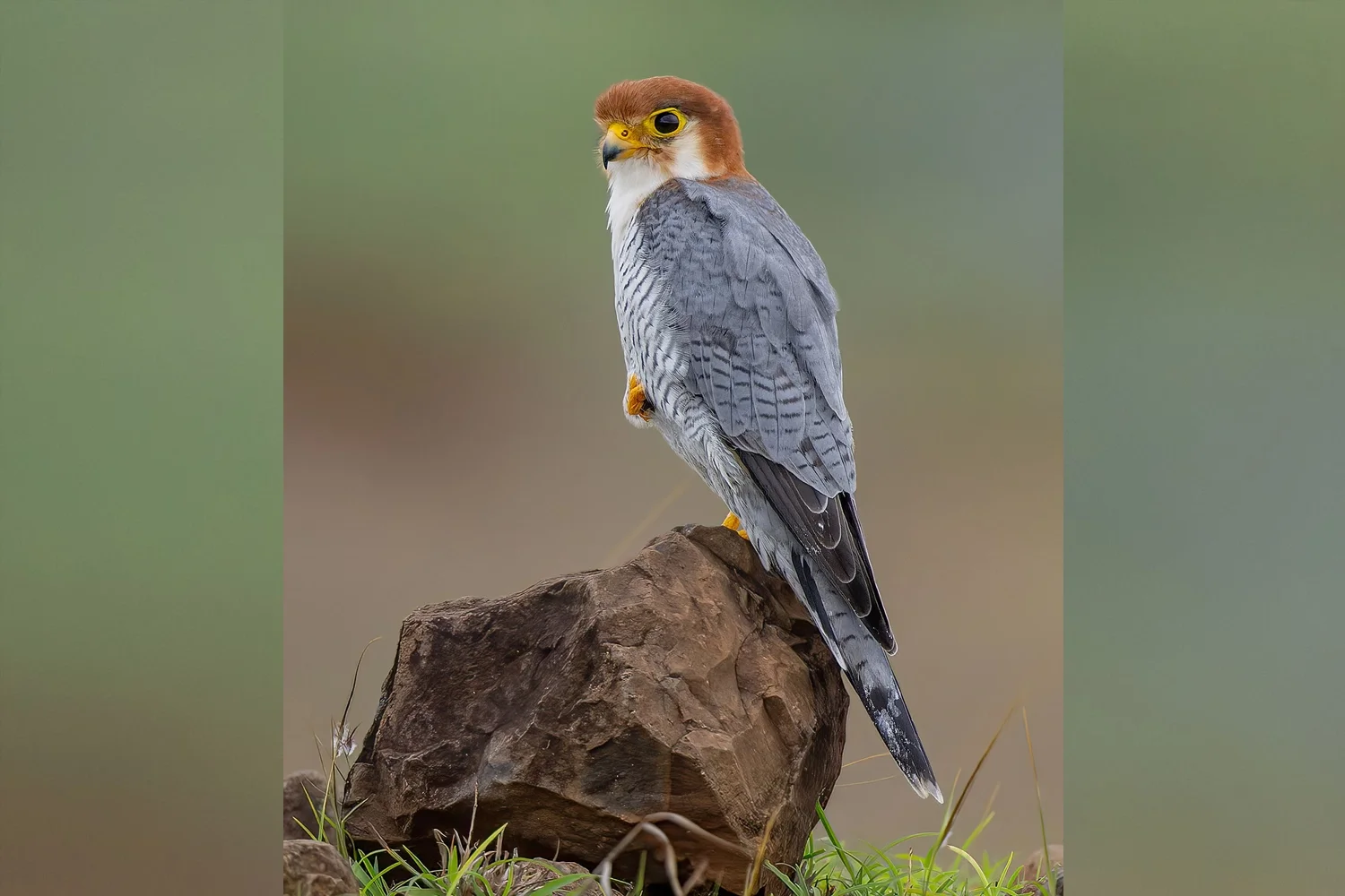 red necked falcon