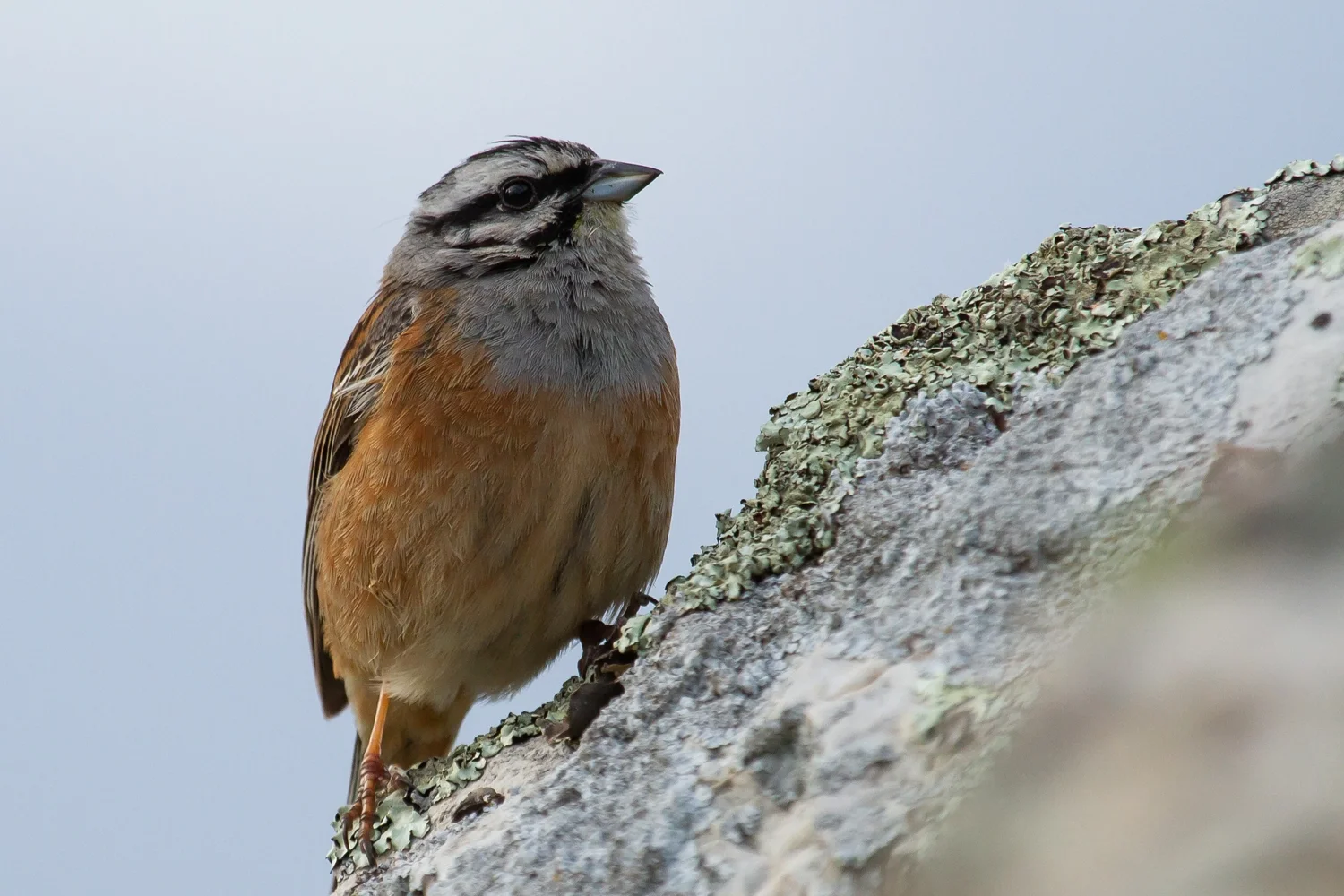 Rock Bunting