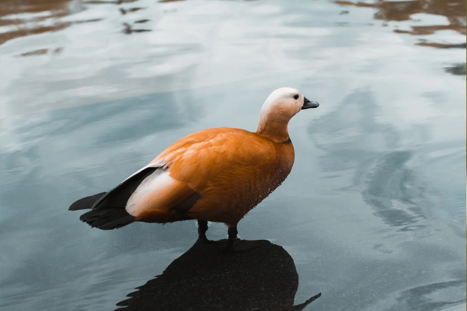 ruddy shelduck