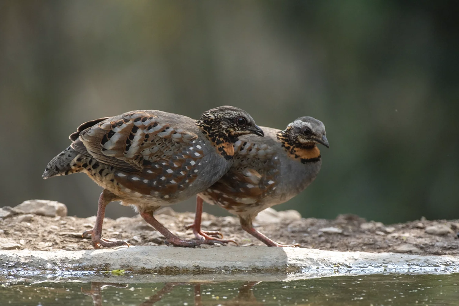 Rufous-throated Partridge