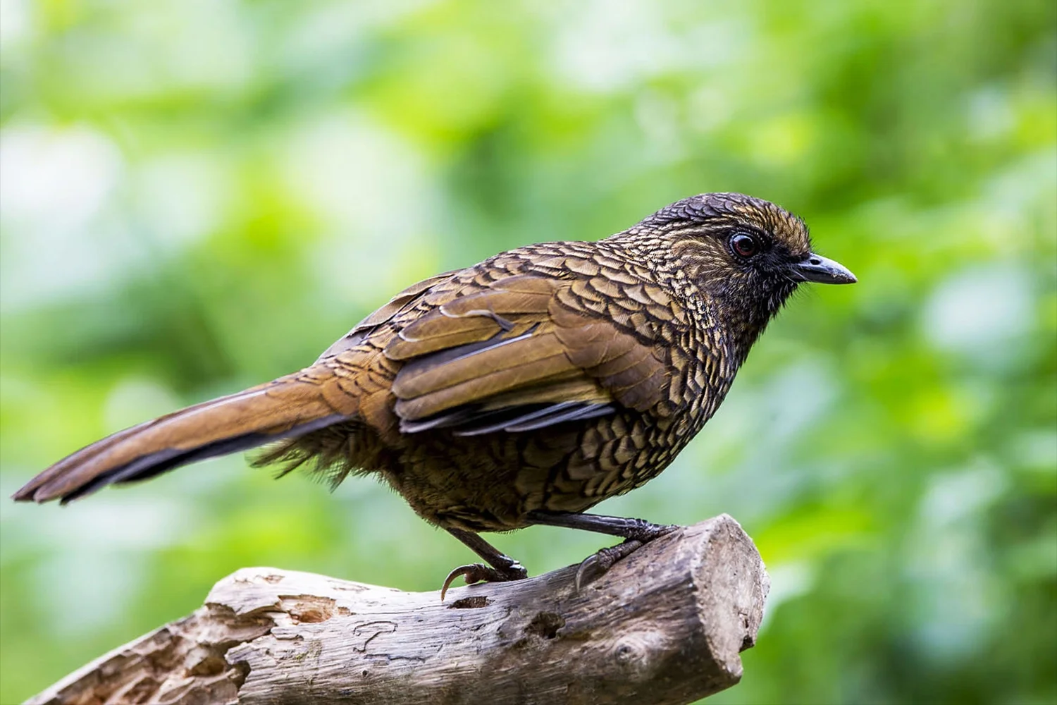 Scaly Laughingthrush