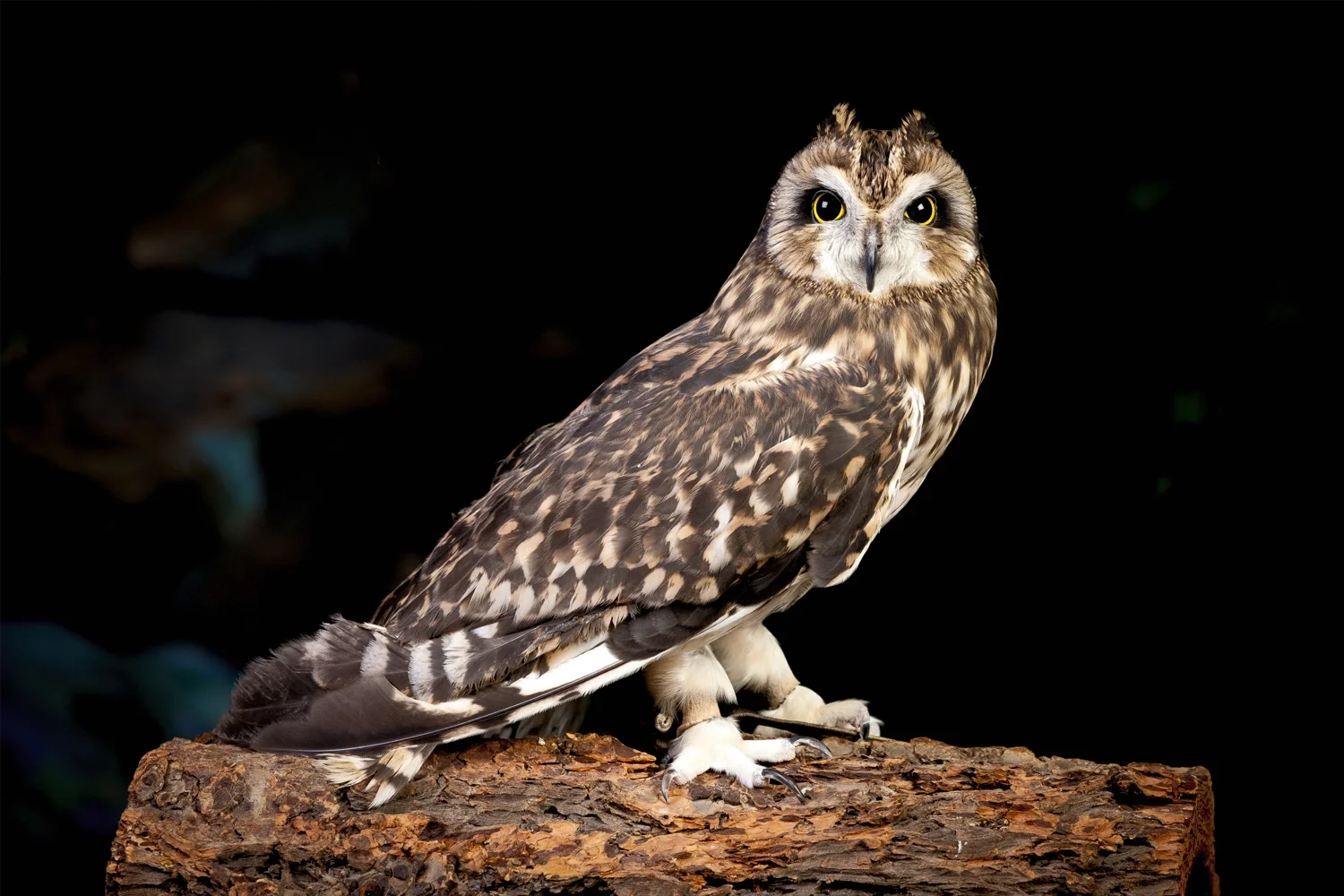 Short-eared Owl
