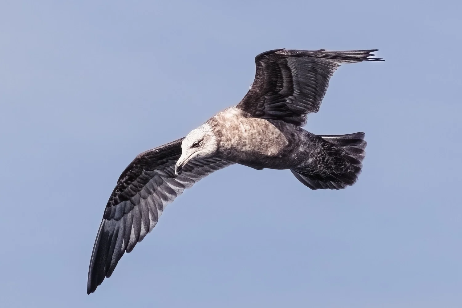South Polar Skua