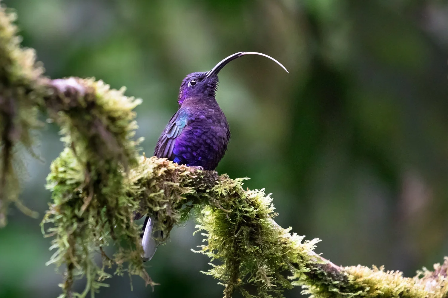 Violet Sabrewing