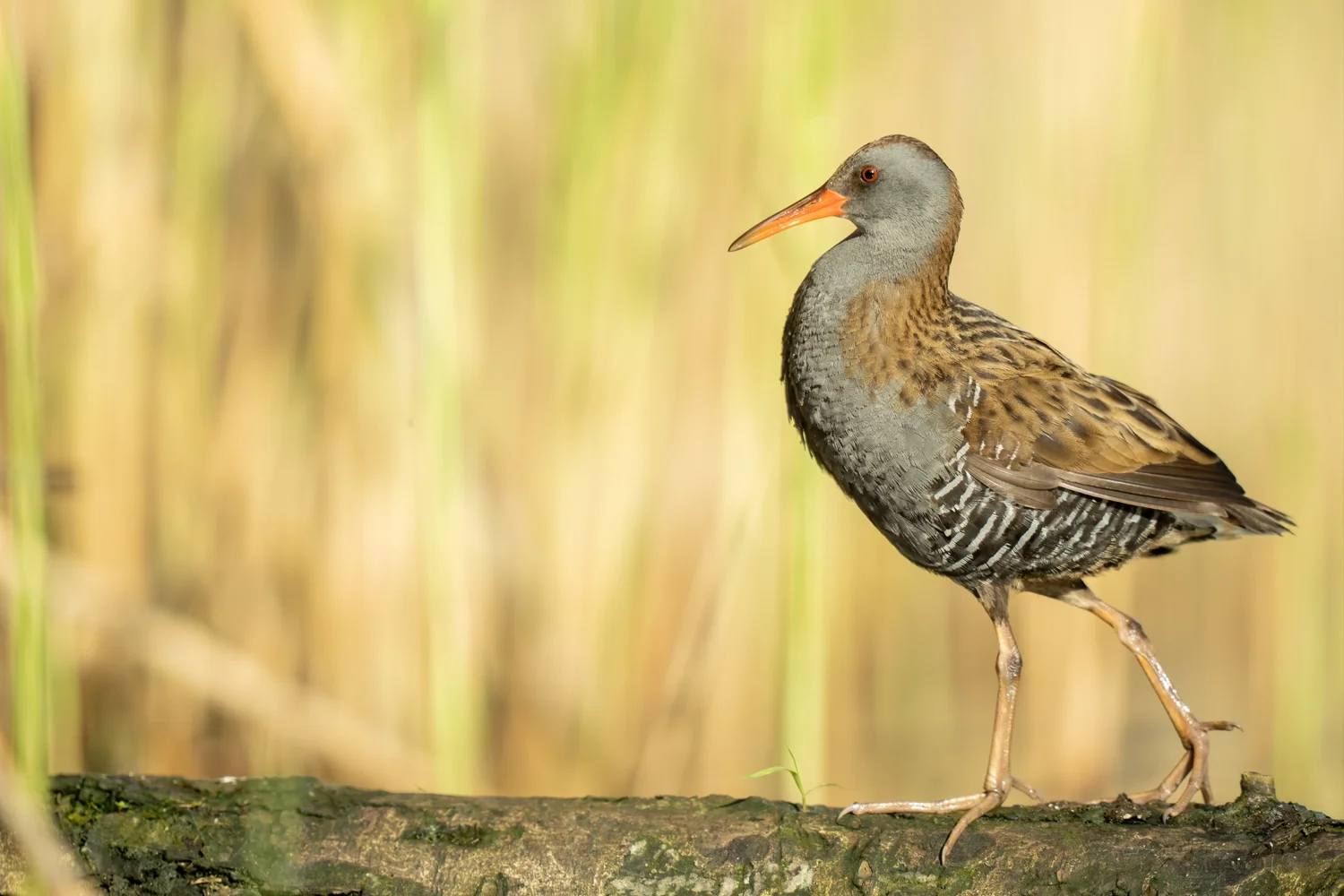 Western Water Rail