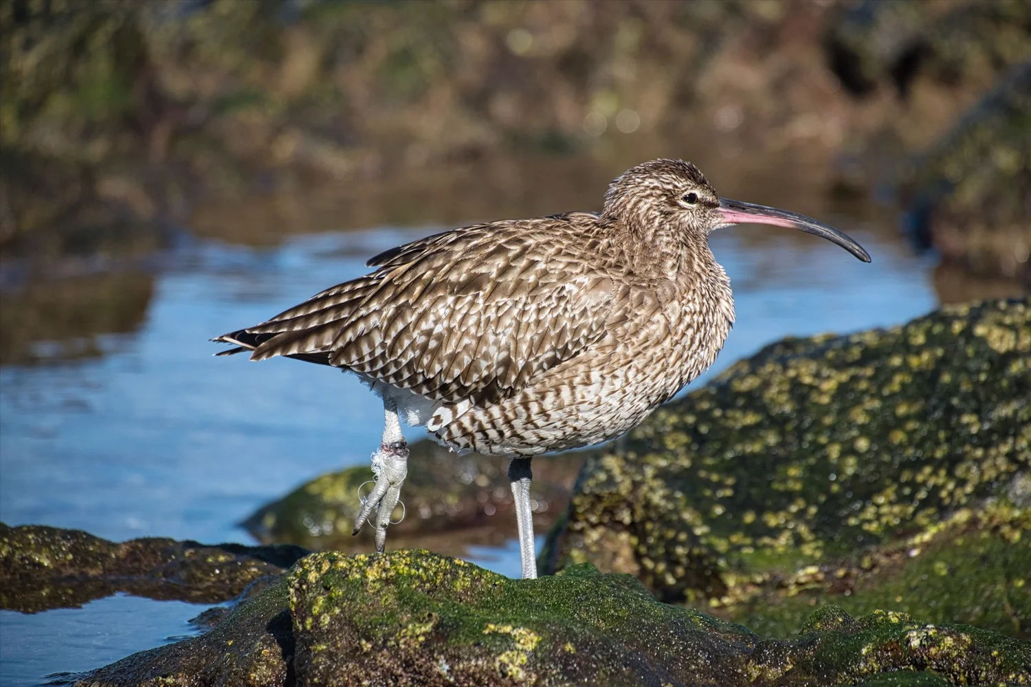 Whimbrel