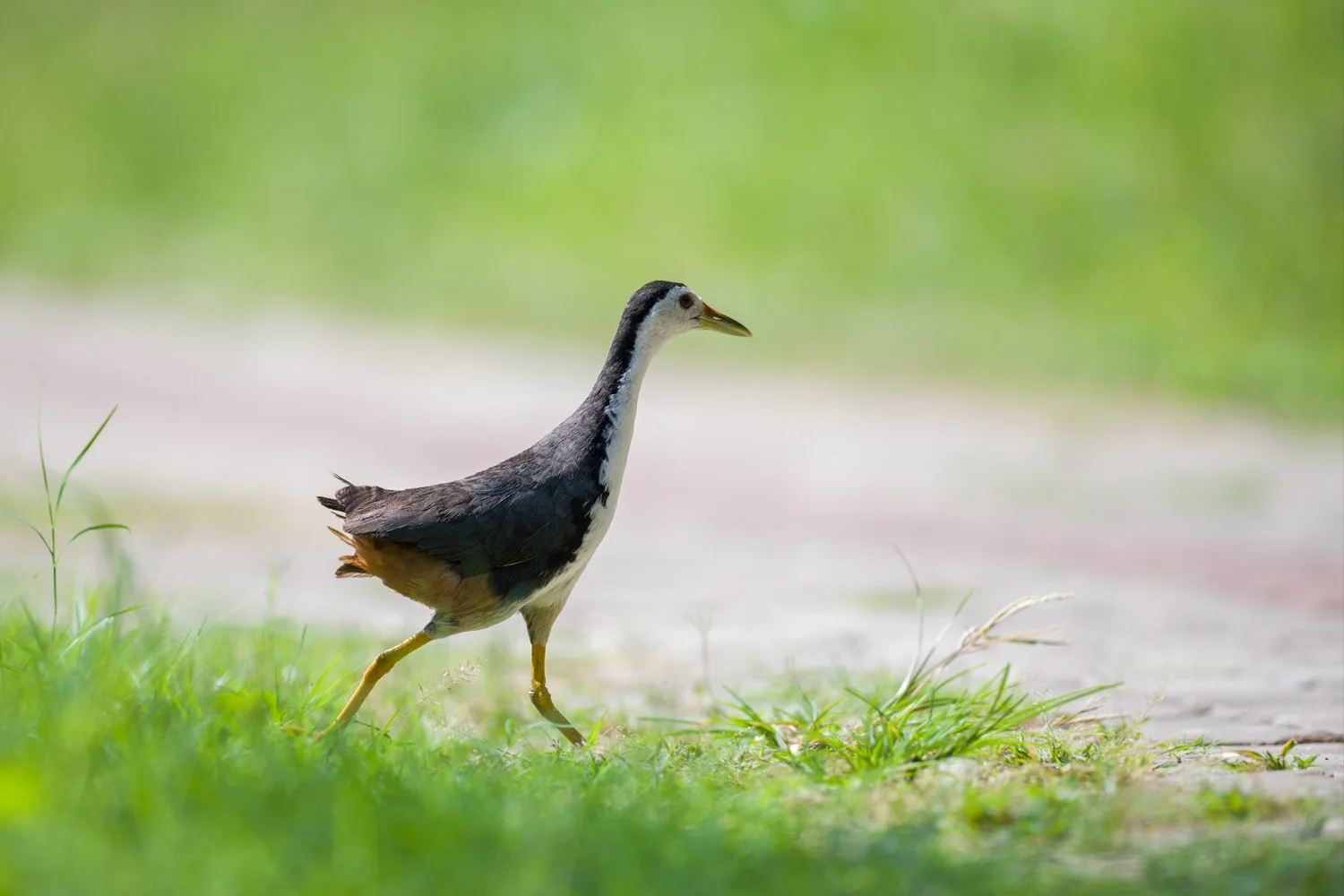 white breasted waterhen