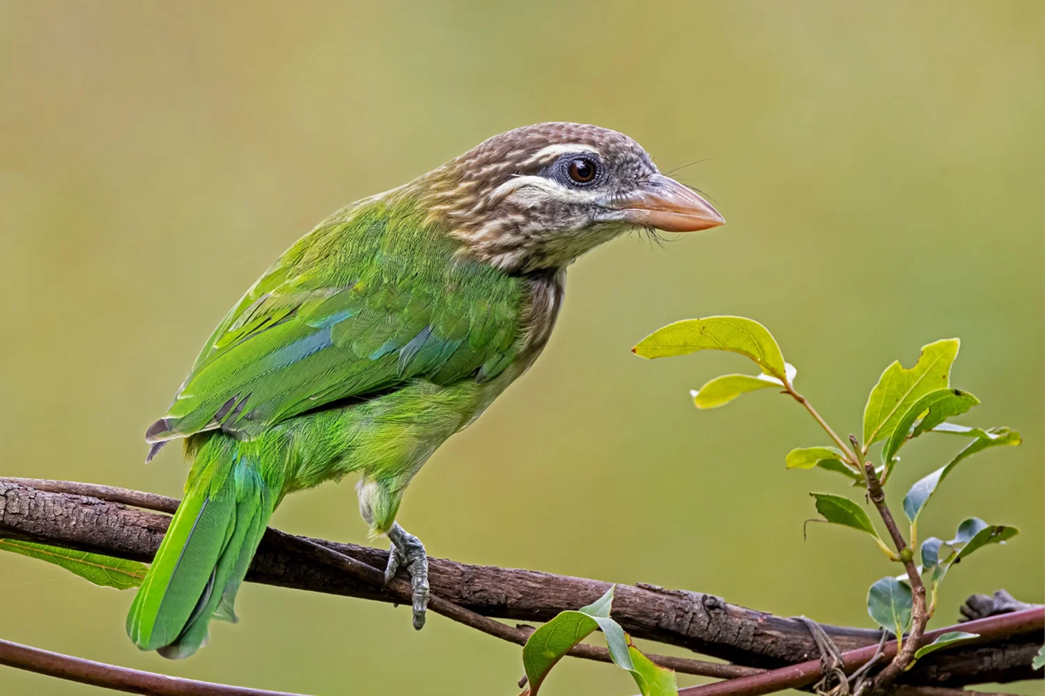White-cheeked Barbet