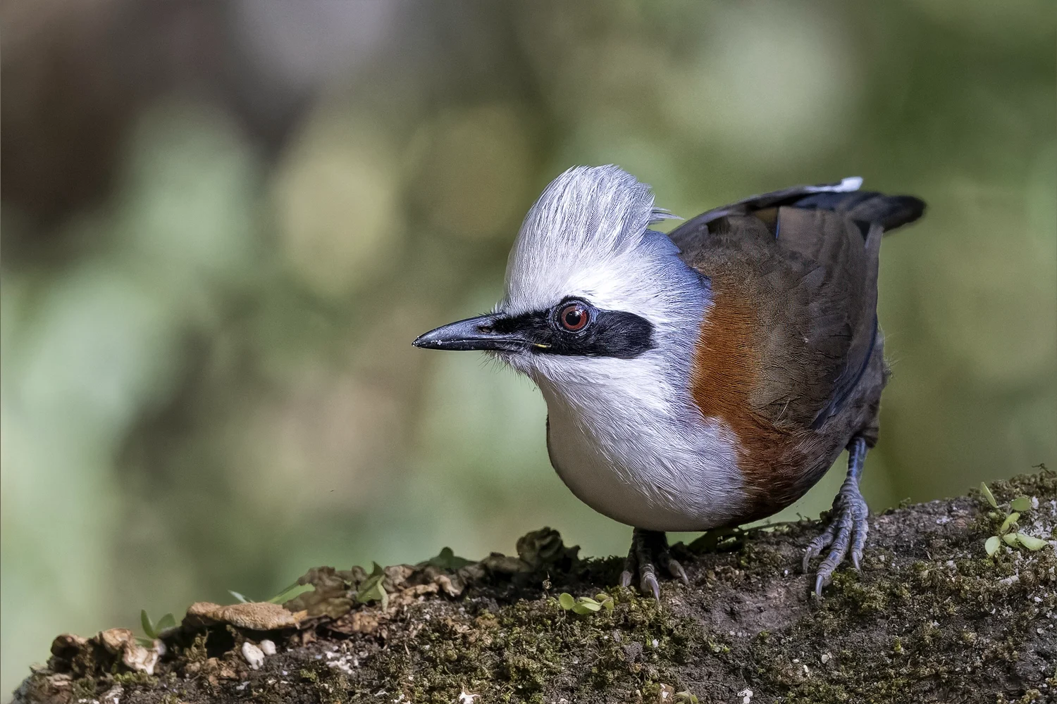 White-crested Laughingthrush