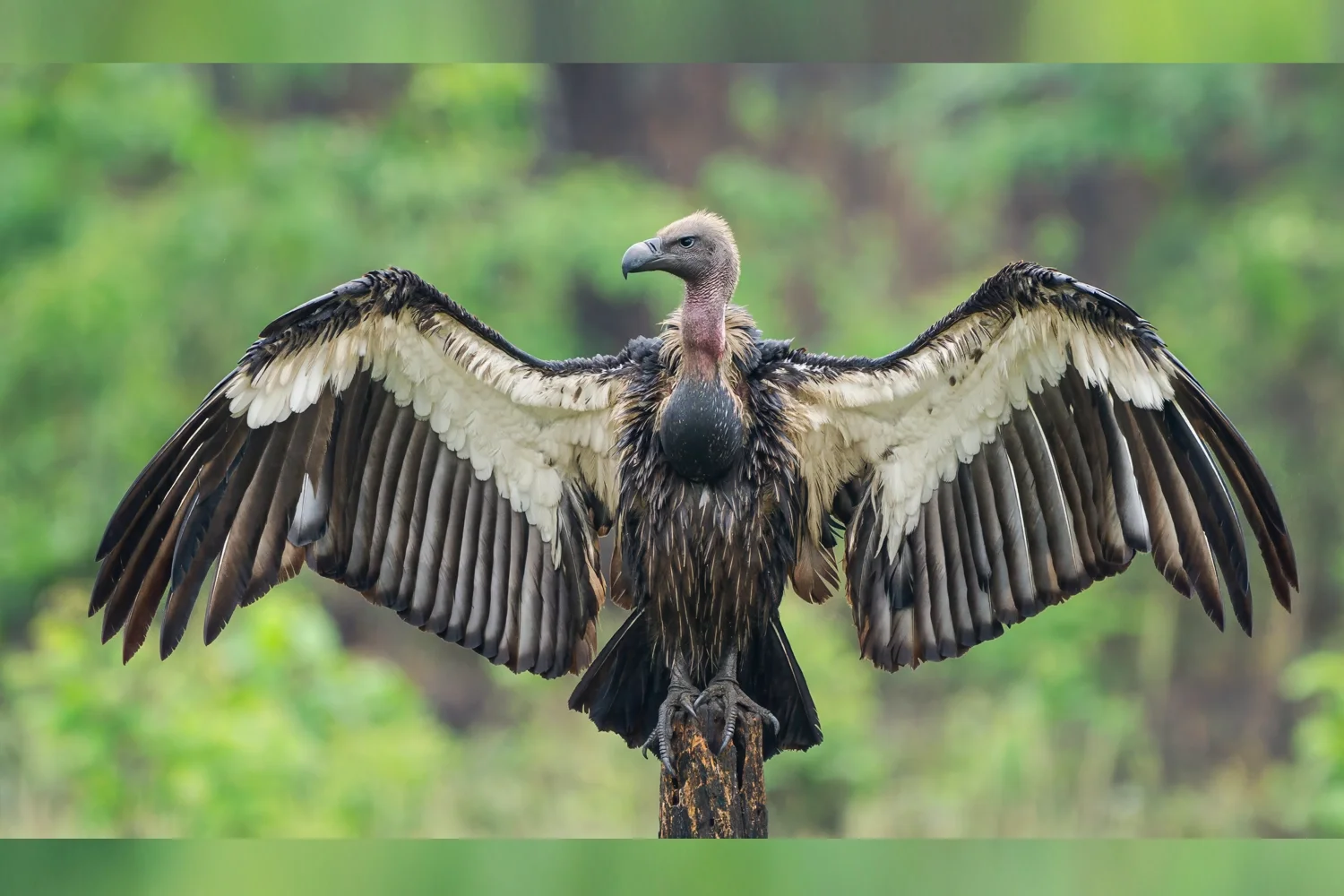 white rumped vulture